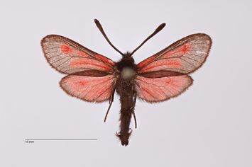 Vorschaubild Zygaena (Mesembrynus) corycia r. amseli Bytinski-Salz, 1936